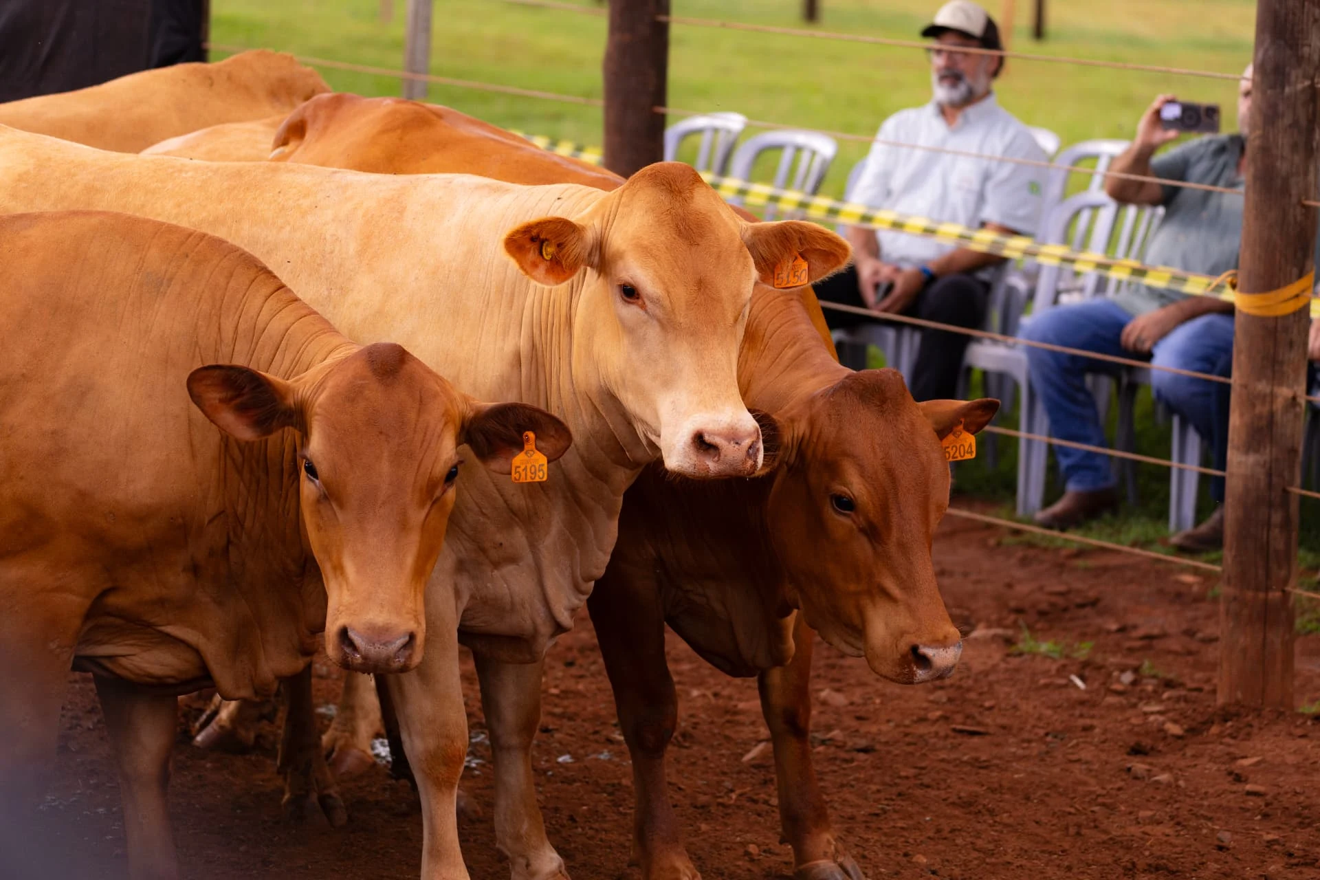 Animais Caracu Mocho reunidos no curral