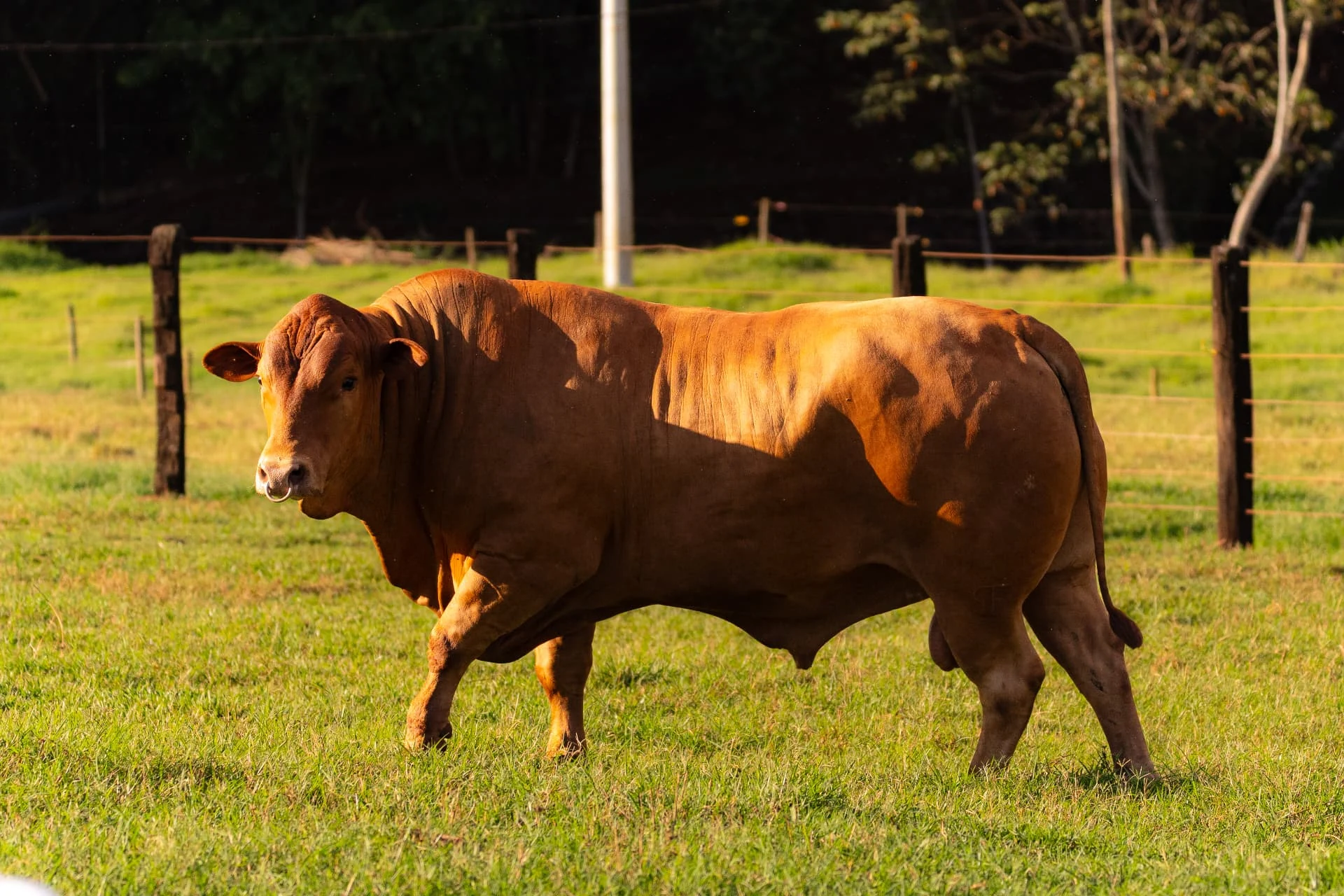 Touro Caracu Mocho em perfil na pastagem