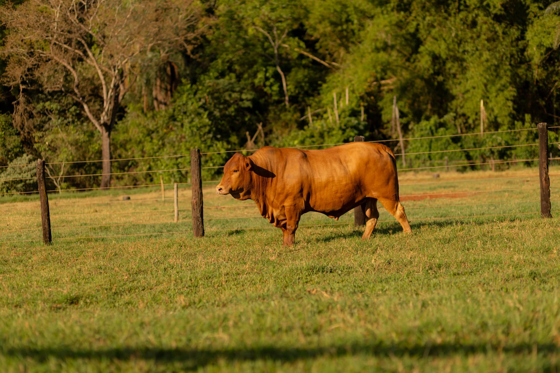 Touro Caracu Mocho em pastagem